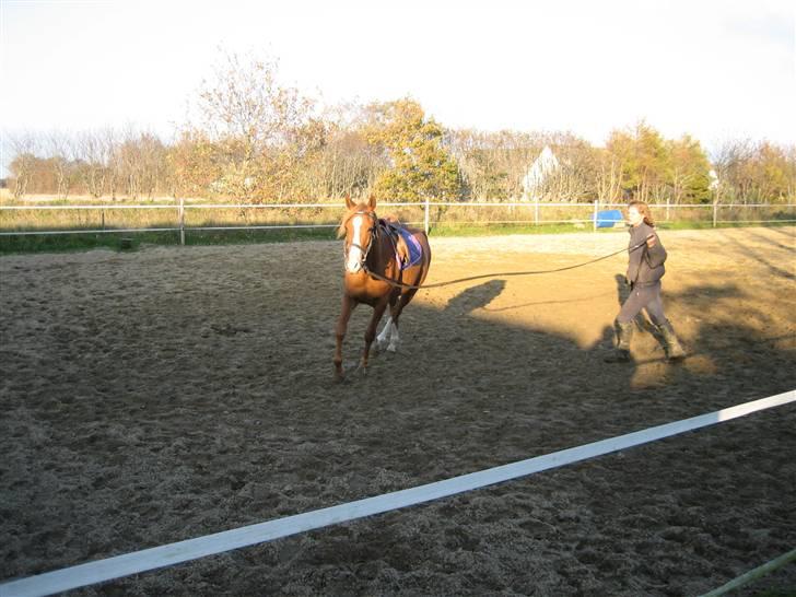 Palomino Stargolds Pasha SOLGT billede 17