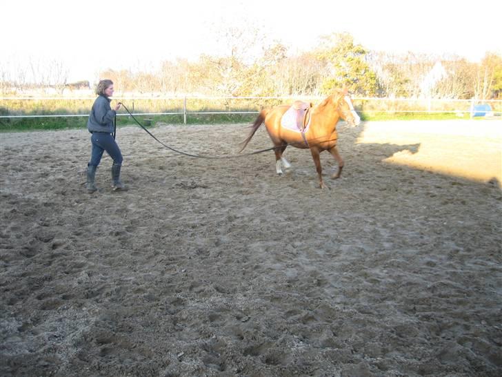 Palomino Stargolds Pasha SOLGT billede 18