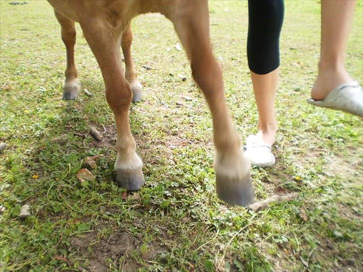 Shetlænder Ma cheval - solgt - Starten på spanske skridt :P billede 3
