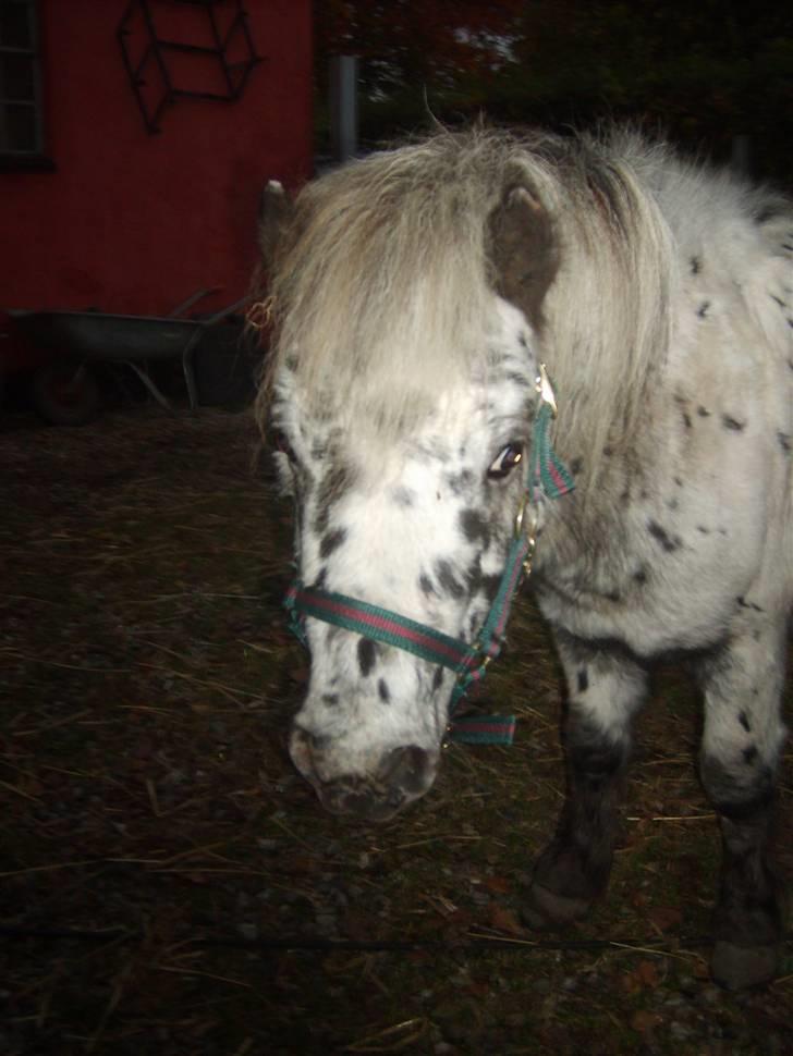 Miniature Adema´s Boni *himmel hest* billede 3