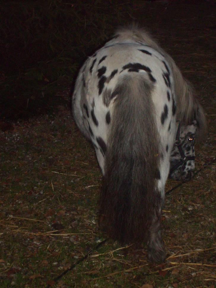 Miniature Adema´s Boni *himmel hest* billede 6