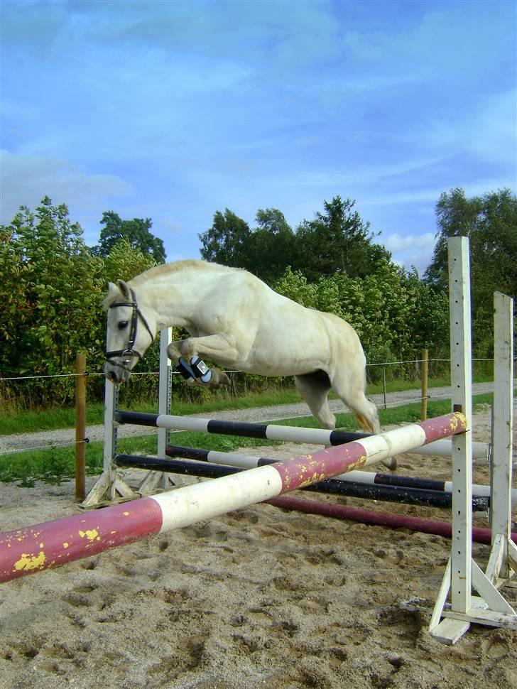 New Forest Firfod Appetit billede 8