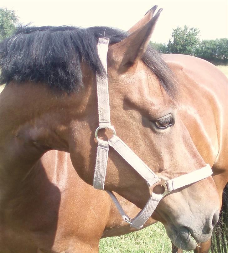 Anden særlig race Chelina - Chelina på græs i sommers:) billede 6