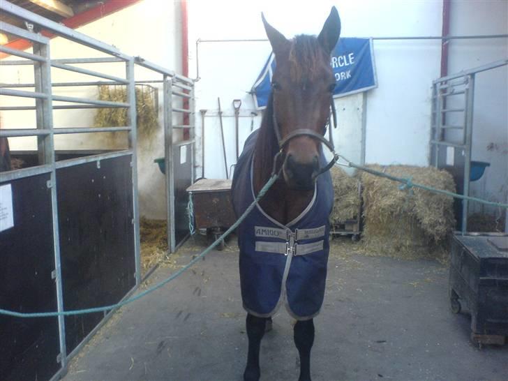 Traver Nevele Bork - Nevele inden hans skal ud (: billede 6