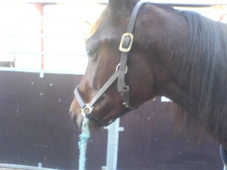 Traver Nevele Bork - Nevele <3  billede 7