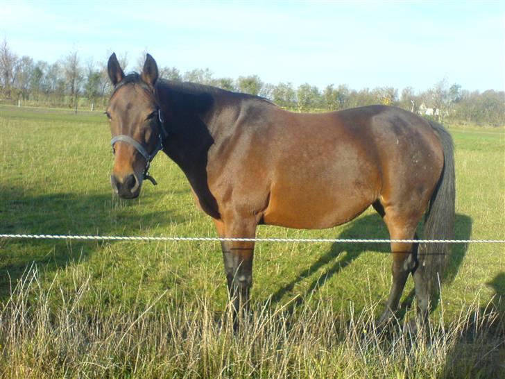 Traver Kimerbly Blaabjerg - Kimberly med mave . Sat til at fole i Maj 2008 billede 1