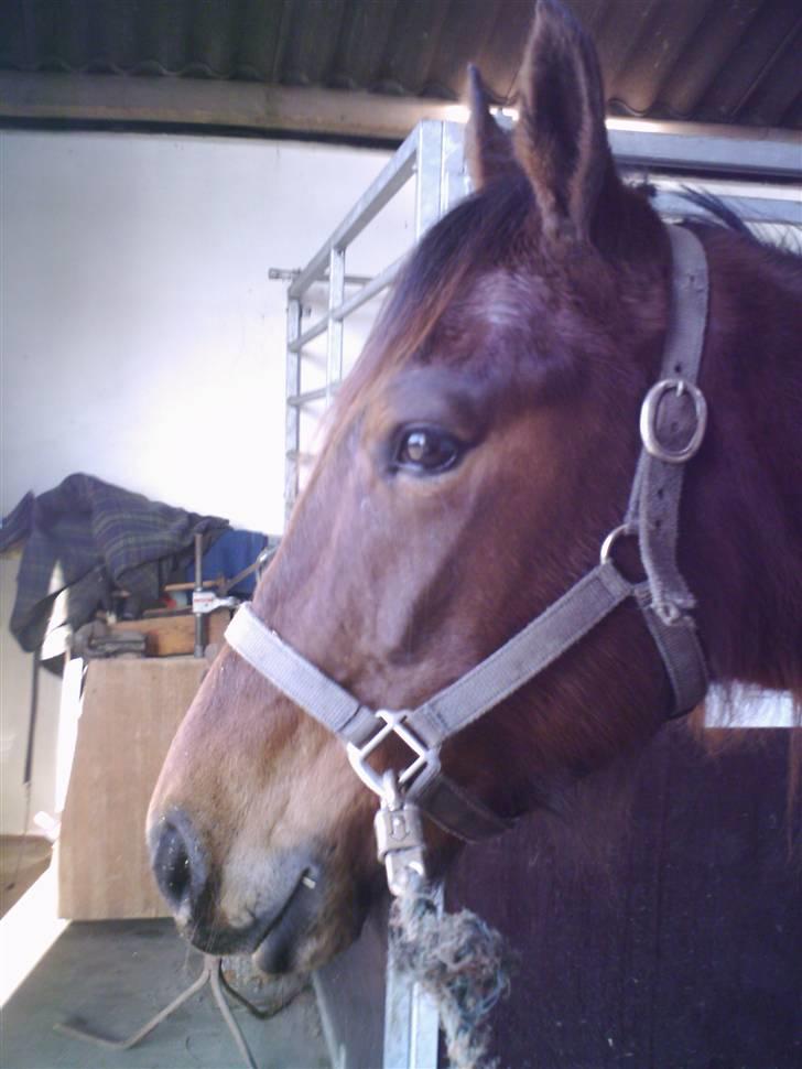 Traver Kimerbly Blaabjerg - Kimberly i hovedprofil . Inden træning . billede 2