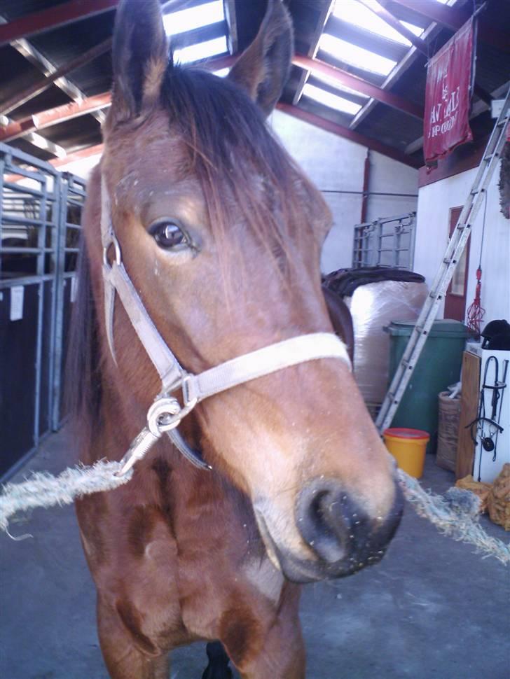 Traver Kimerbly Blaabjerg - Kimberly i hovedpofil set forfra . Inden træning. billede 3