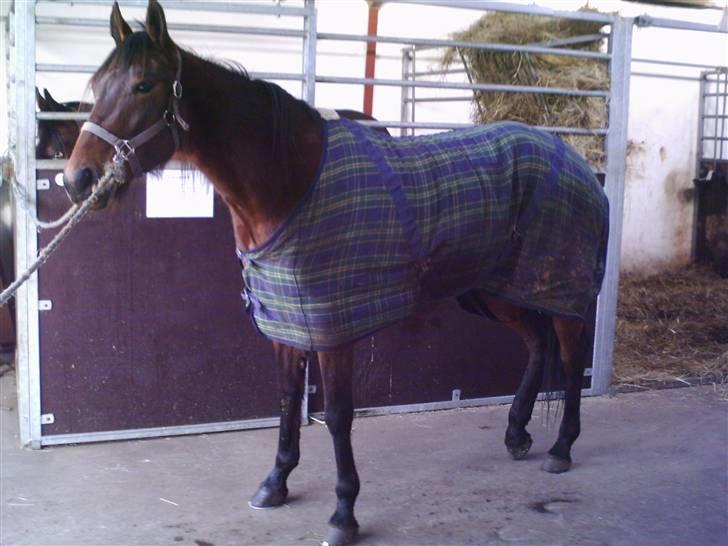 Traver Kimerbly Blaabjerg - Kimberly i kropsprofil . Inden træning. billede 4