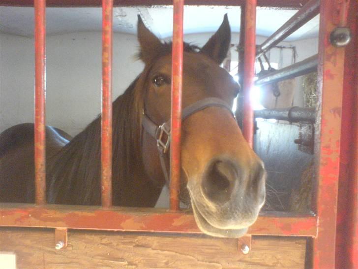 Traver Kimerbly Blaabjerg - Kimberly er altid glad for at snakke, når hun star i hendes boks .  billede 5