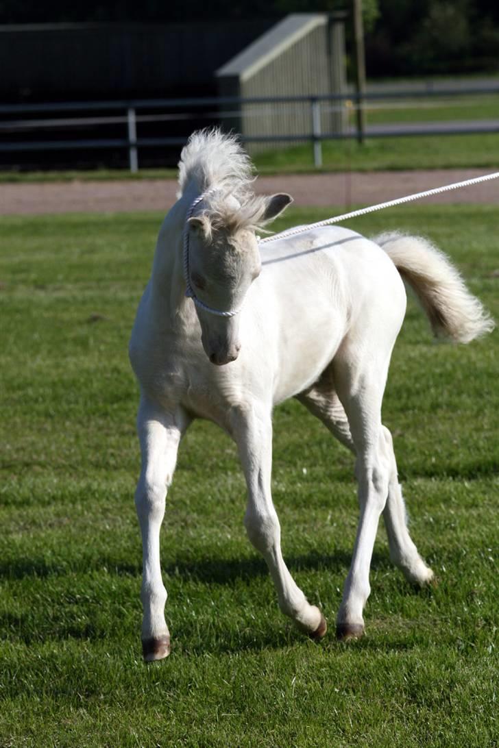 Welsh Mountain (sec A) Clausholm Donatello - Donatelllos første føl - Greenhills Savannah - Savannah er cremello - copy right Leena Kashari billede 4