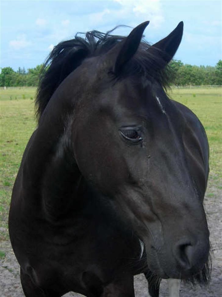Pinto Freja SOLGT - #1 Smukke Freja på marken :o) billede 1