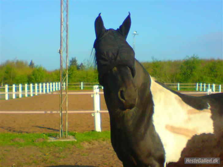 Pinto Freja SOLGT - #2 Freja, med hendes smukke flugenet på ;oP billede 2