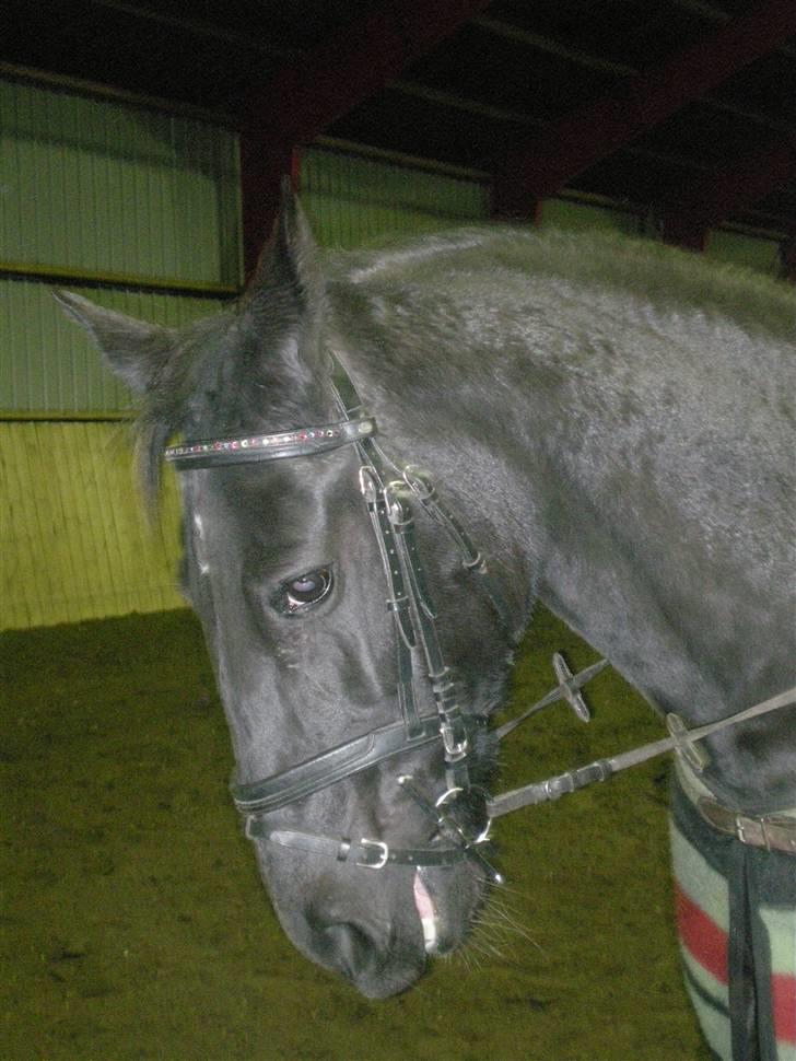 Pinto Freja SOLGT - #9 Charme, udstråling, og bare utrolig lækker? Tja, det beskriver vist Freja rimelig godt xoP billede 9