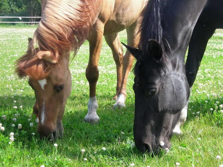 Pinto Freja SOLGT - #11 Freja & shadow, på marken (o: De er Udafskillige de 2 ;oD billede 11