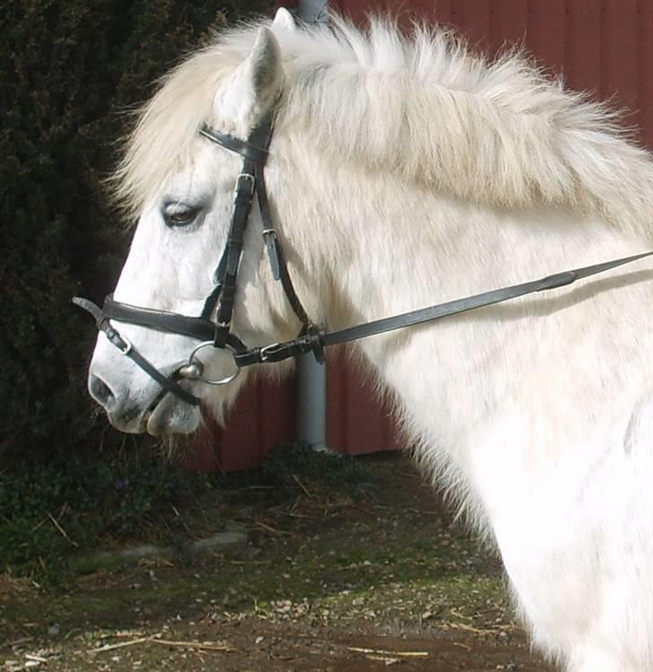 Anden særlig race Sibon - smukke sibon..   I Miss You  billede 14