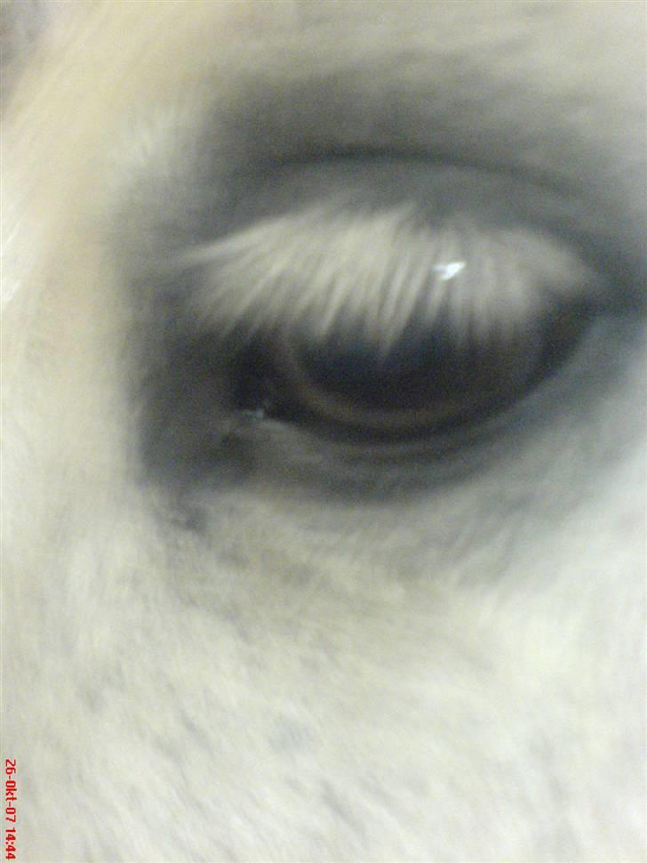 Anden særlig race Sibon - sibon´s smuk øjne billede 15