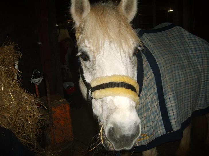 Anden særlig race Sibon - sibon med han´s flot ny stævne grime :-P billede 16