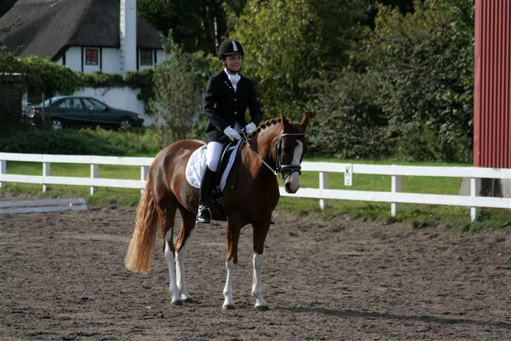 DSP Haahr's Florentina - Stævne billede 2