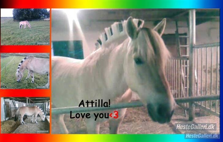 Fjordhest Attilla*Gamle pony* billede 11