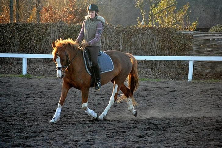 DSP Haahr's Florentina - På mark billede 8