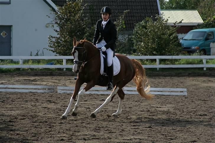 DSP Haahr's Florentina - Stævne  billede 9