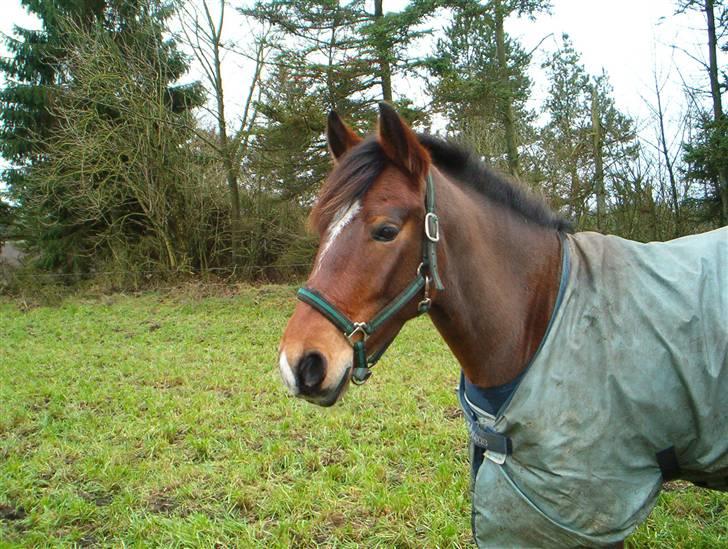 Anden særlig race Ibi Star /Solgt/ - Ib på fold ude hos stine og anne inden at jeg fik ham (: billede 17