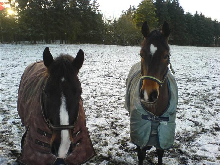 Anden særlig race Ibi Star /Solgt/ - Ib sammen med stines pony, Starfighter <33 hvor er i kære billede 18