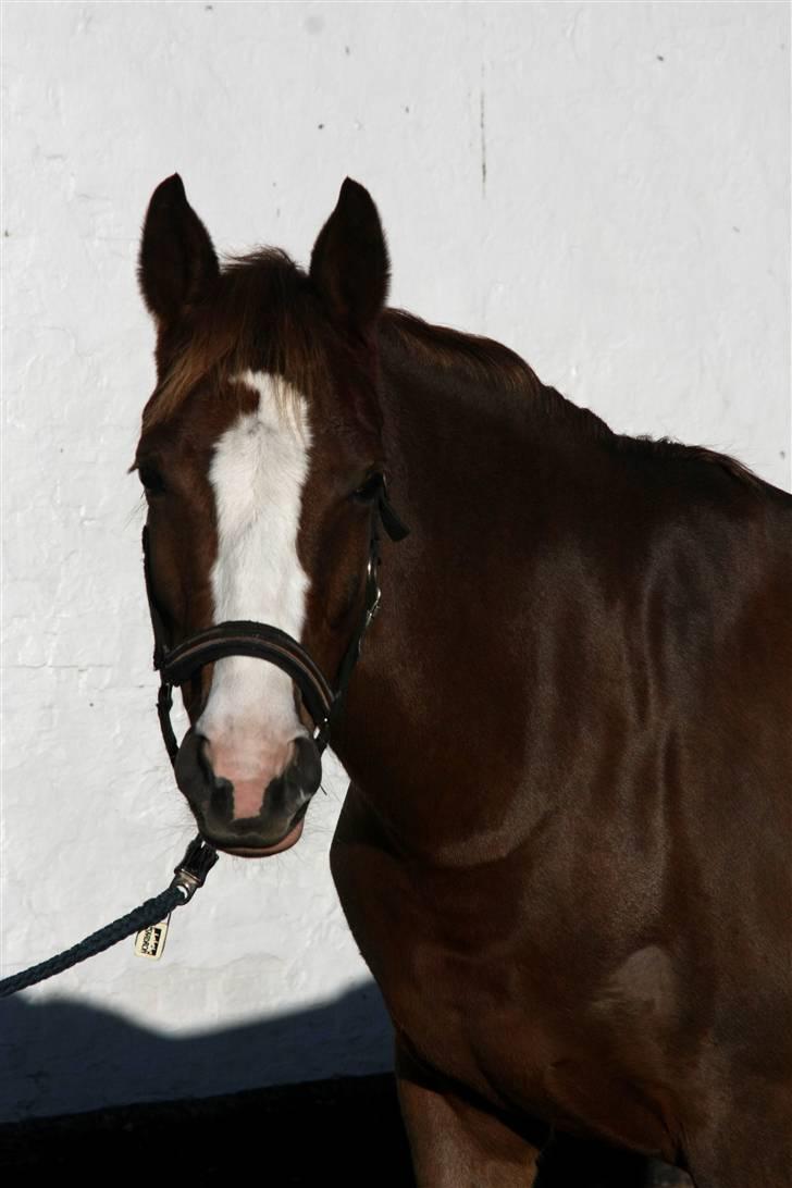 DSP Haahr's Florentina - Smuk billede 14