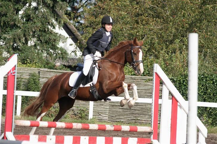 DSP Haahr's Florentina - Springe kan hun skam også.. billede 17