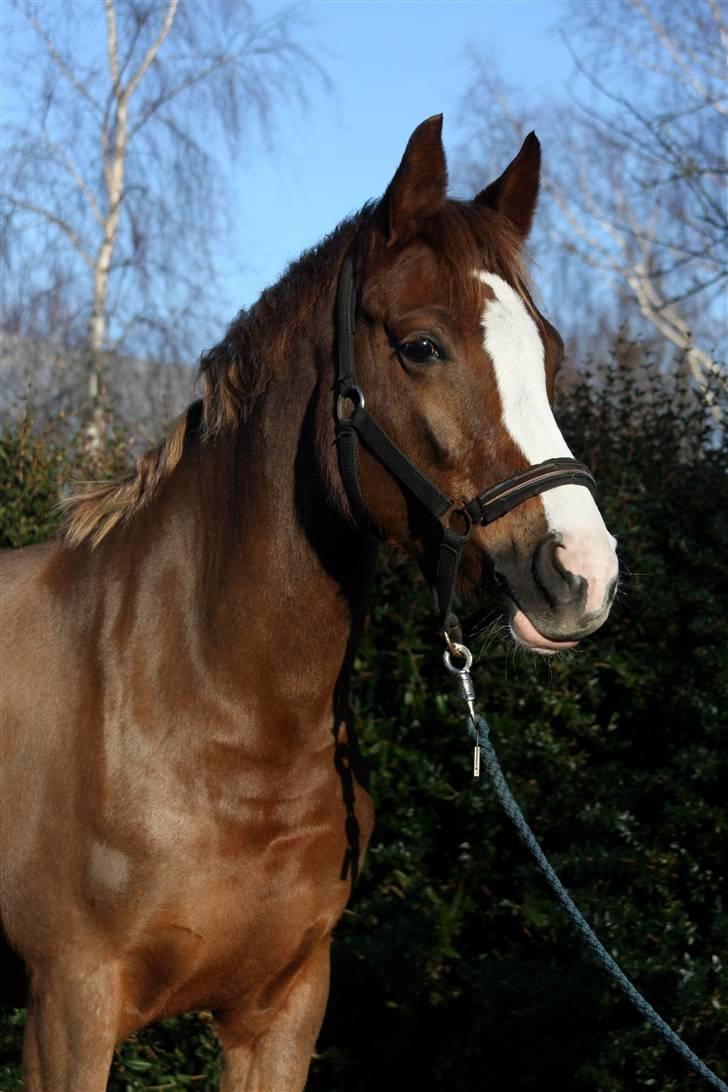 DSP Haahr's Florentina - Den eneste ene for mig. billede 18