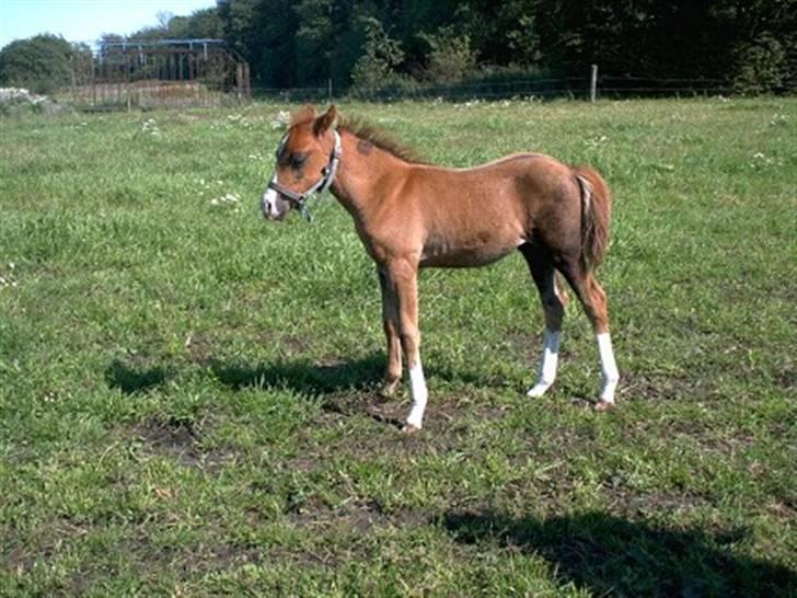 DSP Moonjam´s Mr. Bento - Benny som føl billede 4