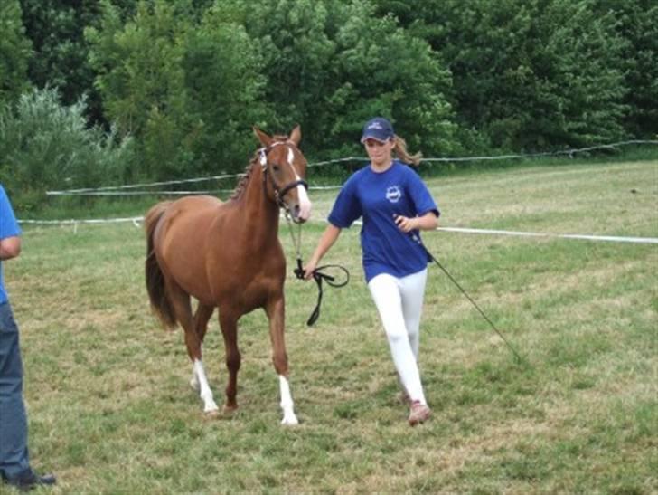 DSP Moonjam´s Mr. Bento - Gørlev Dyreskue 2006 billede 5