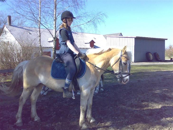 Haflinger Felix billede 15