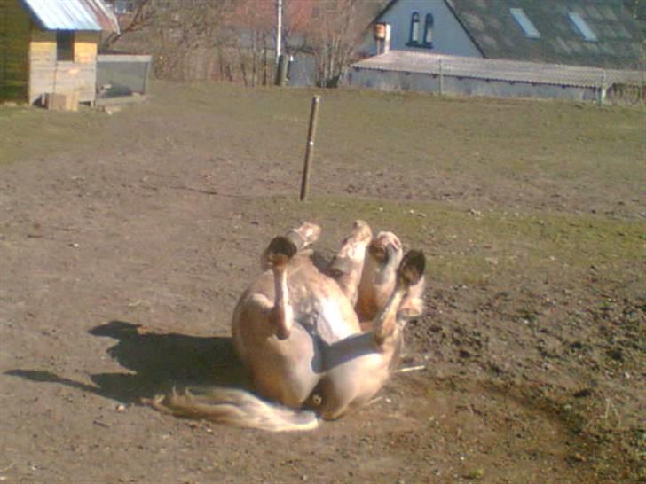 Haflinger Felix billede 16