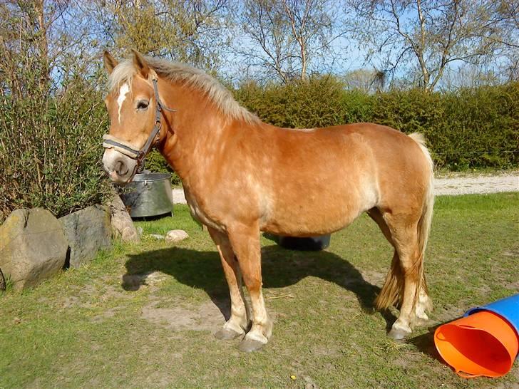 Haflinger Sisse  - Tykke i sommers på folden (: NYT 09 billede 4