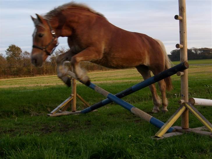 Haflinger Sisse  - Så 60 kryds  billede 5