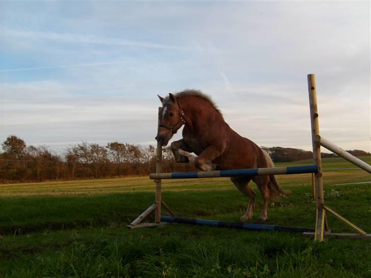 Haflinger Sisse  - Så tager vi da oss lige 60 lodret (BILLEDET MÅ IKKE KOPIRES) billede 7