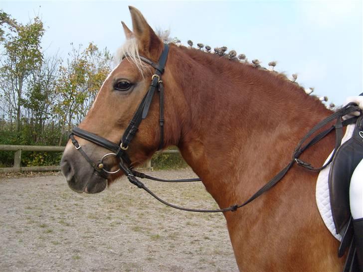 Haflinger Sisse  - Så venter søster og hest bare på at det er deres tur!  billede 8