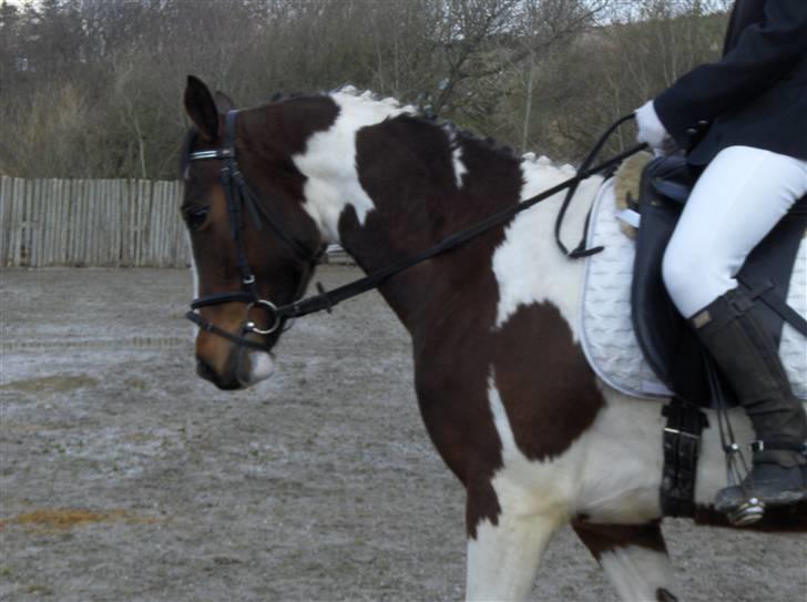 Anden særlig race Miss MoonLight - Så opvarmer vi til stævnet:)  billede 9