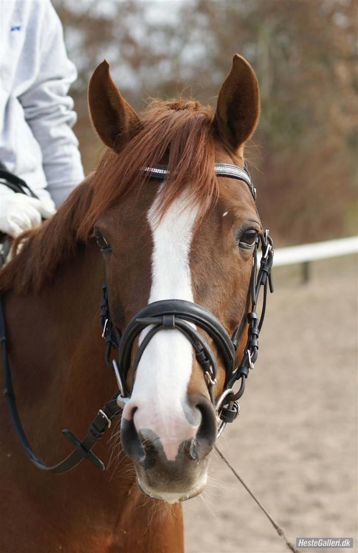 Welsh Pony (sec B) Creekmanns Cherie - mega godt hovedbillede.<3 billede 3