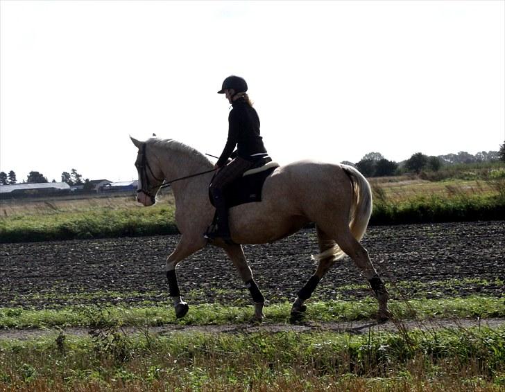 Palomino Axell's Fleetwood - september 2010, efter 3 mdr sommerfri billede 11