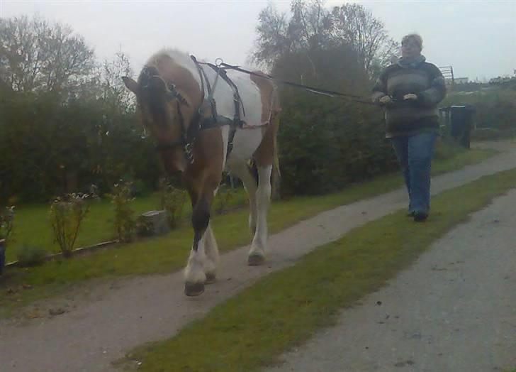 Anden særlig race Bavnshøj´s Cassie (Solgt) - Nu er Cassi nået den alder hvor man skal til at lære. Han Har den sidste mdr. gået og vent sig til sele ( 15 min af gangen) og nu er det første gang han bliver styret, og det gik super.. billede 14