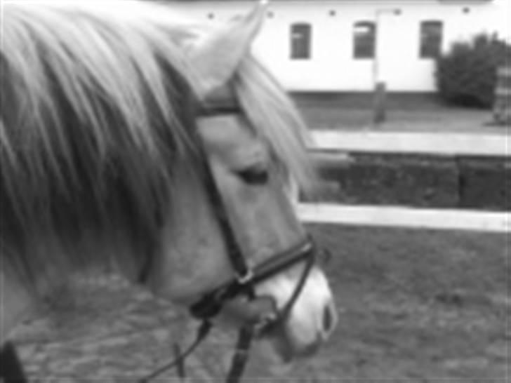 Fjordhest Tot billede 9