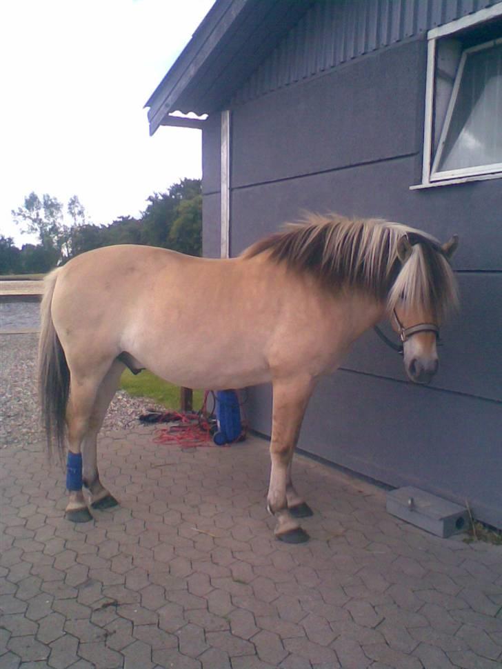 Fjordhest Tot billede 10
