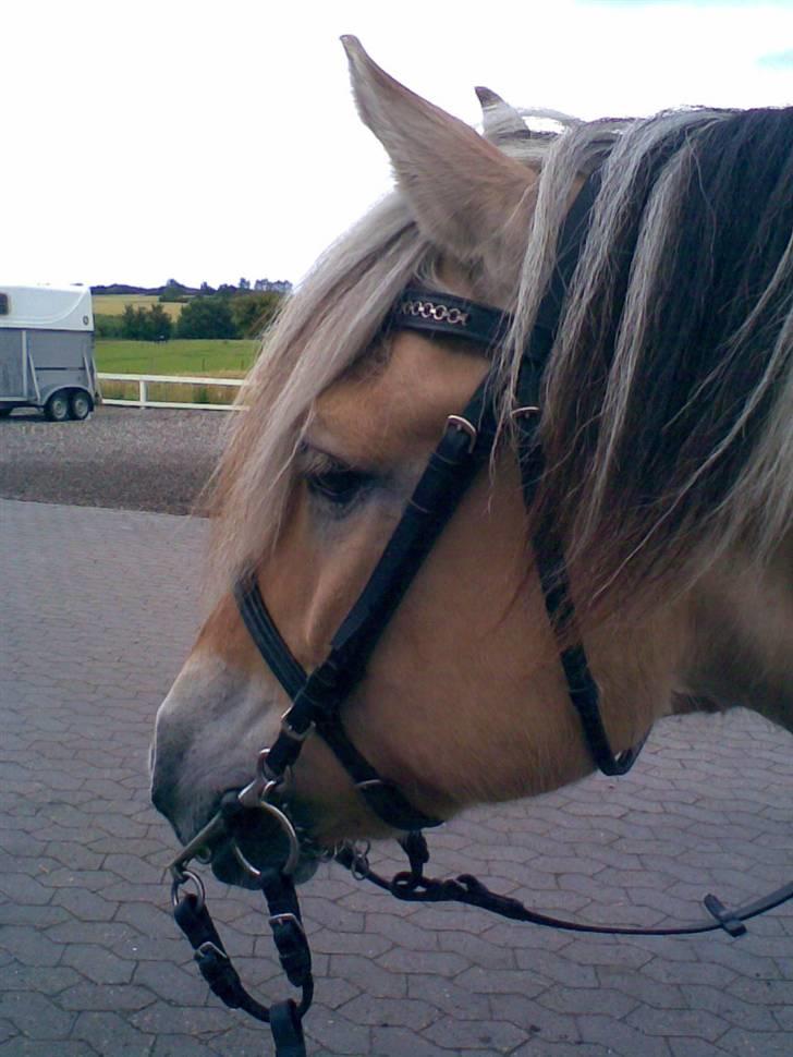 Fjordhest Tot billede 11