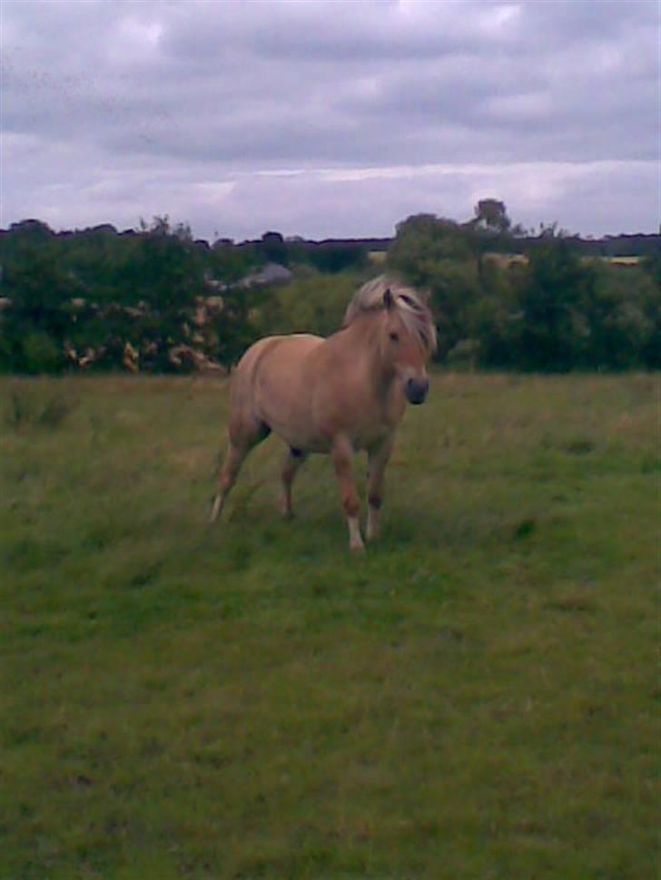 Fjordhest Tot billede 12
