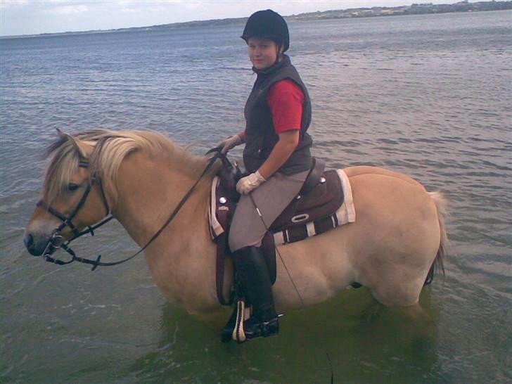 Fjordhest Tot billede 13