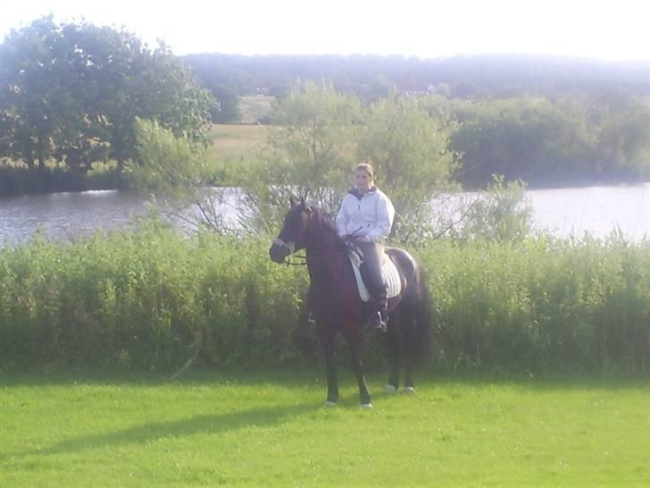 Welsh Cob (sec D) Zorro billede 2