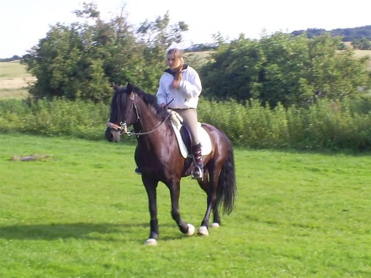 Welsh Cob (sec D) Zorro billede 4